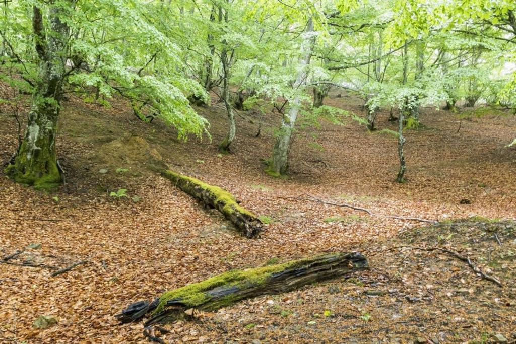 Los Molinos - Atico En Montana De Asturias Фелечоса Экстерьер фото